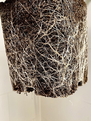 Growreport Bild 8
