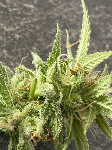 Growreport Bild 2