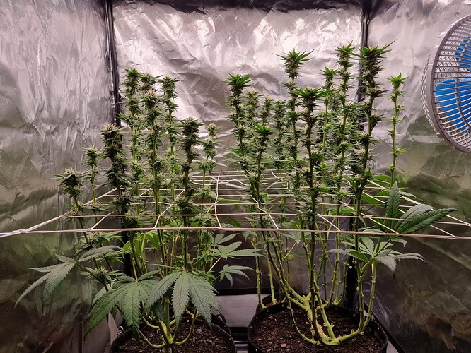 Growreport Bild 31