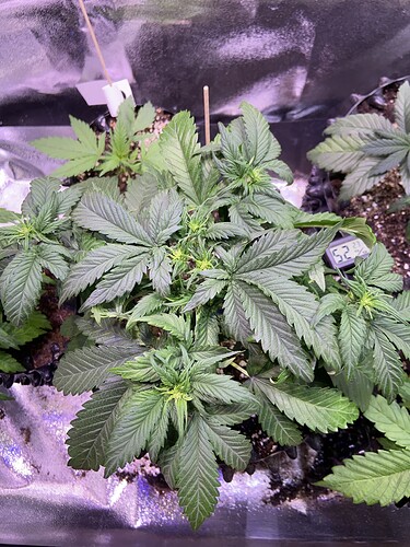 Growreport Bild 17