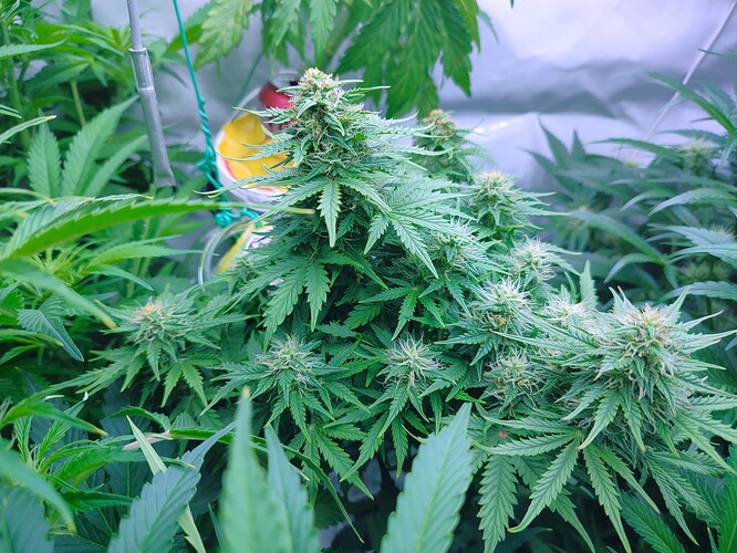 Growreport Bild 27