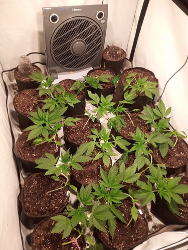 Growreport Bild 16
