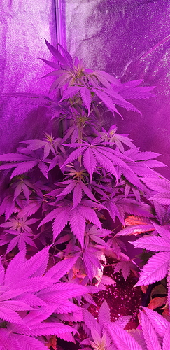 Growreport Bild 2