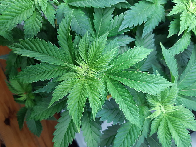 Growreport Bild 1