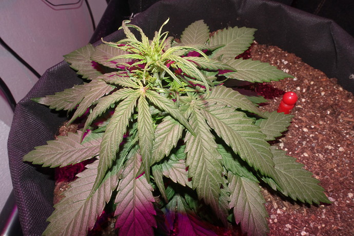 Growreport Bild 9