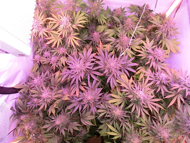 Growreport Bild 2