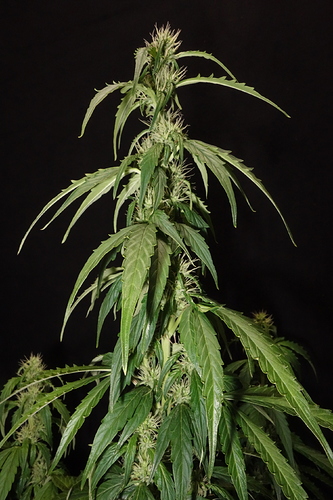 Growreport Bild 8