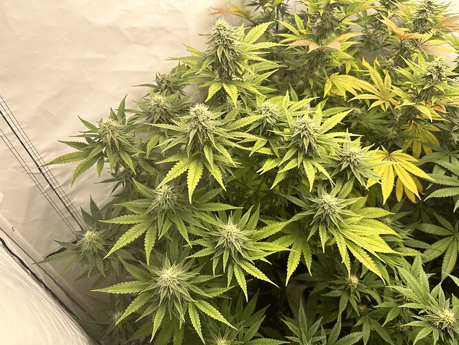 Growreport Bild 12