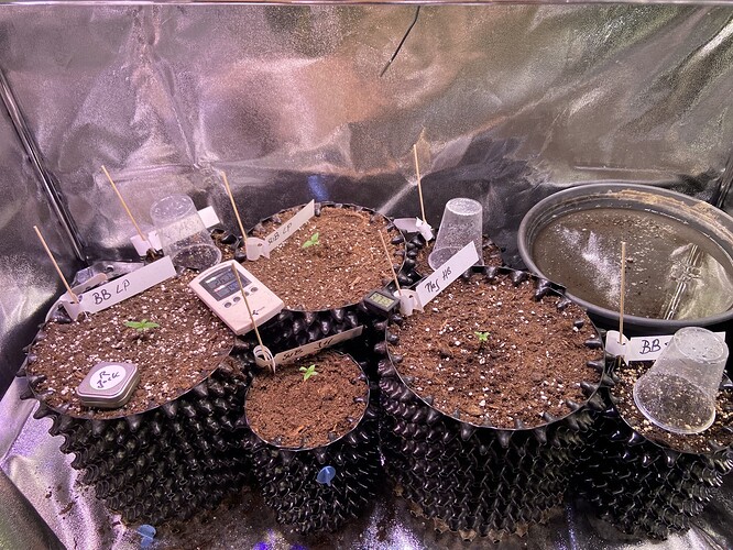 Growreport Bild 1