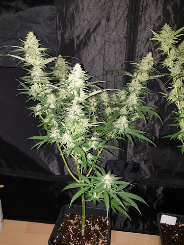 Growreport Bild 32