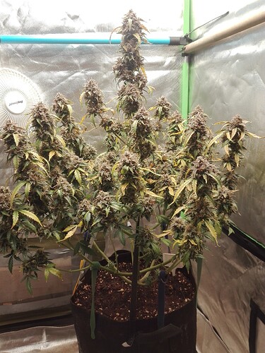 Growreport Bild 2