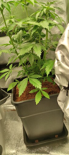 Growreport Bild 6