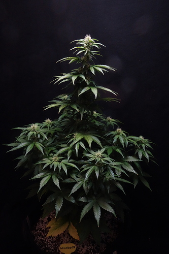 Growreport Bild 12