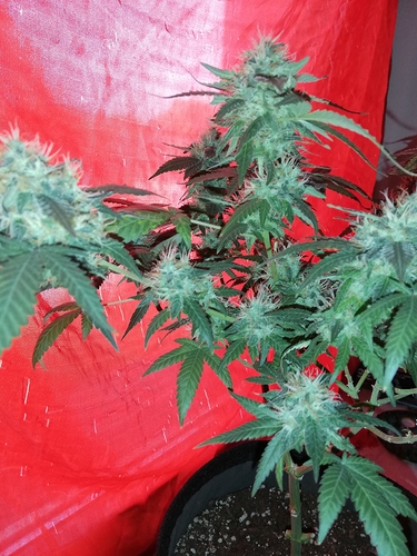 Growreport Bild 3