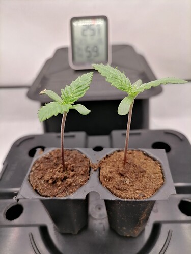 Growreport Bild 35