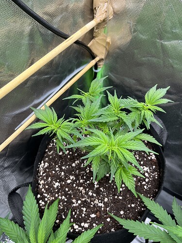 Growreport Bild 35