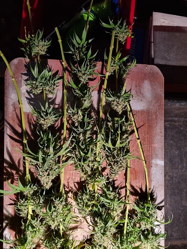 Growreport Bild 3