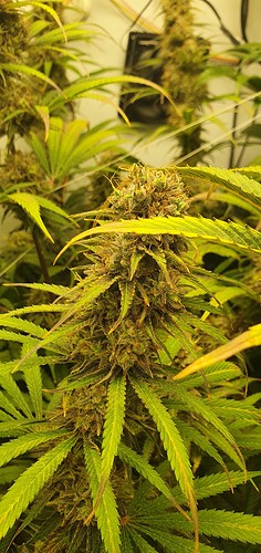 Growreport Bild 16