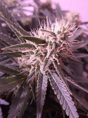 Growreport Bild 7