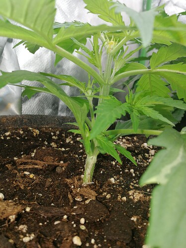 Growreport Bild 166