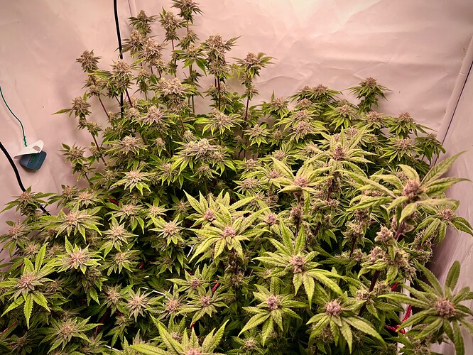 Growreport Bild 21
