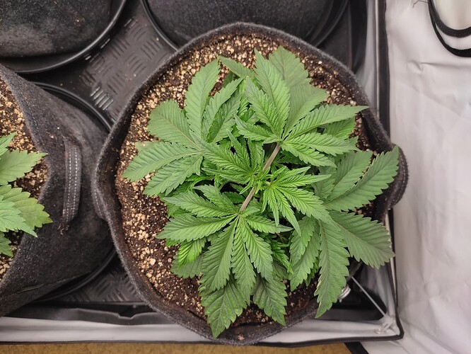 Growreport Bild 12