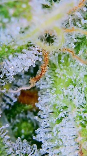 Growreport Bild 6