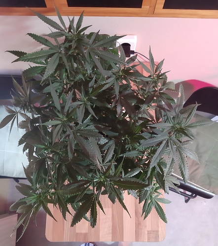 Growreport Bild 14