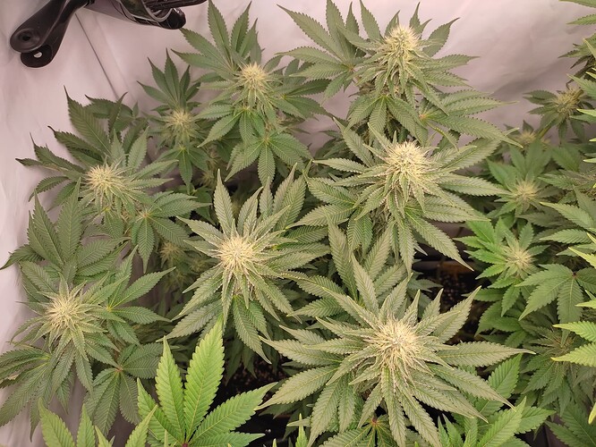 Growreport Bild 8
