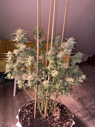 Growreport Bild 3