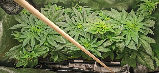 Growreport Bild 26