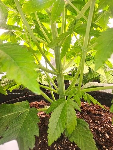 Growreport Bild 5