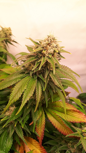 Growreport Bild 10