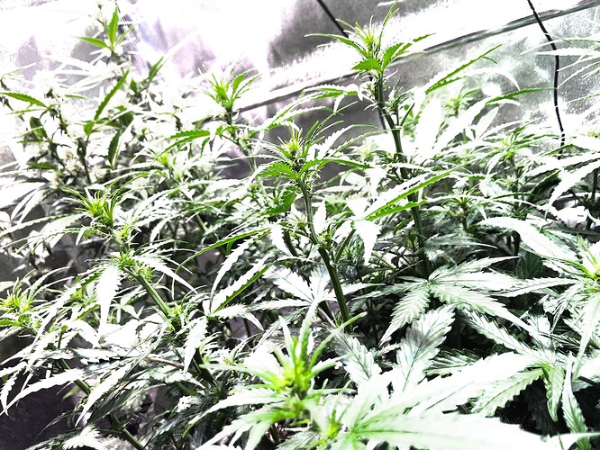 Growreport Bild 8