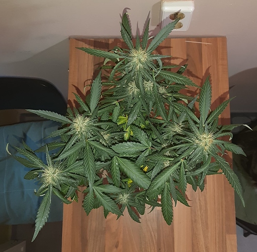 Growreport Bild 8