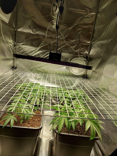 Growreport Bild 2