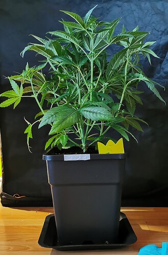Growreport Bild 27