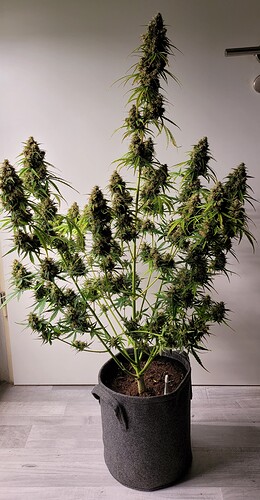 Growreport Bild 3