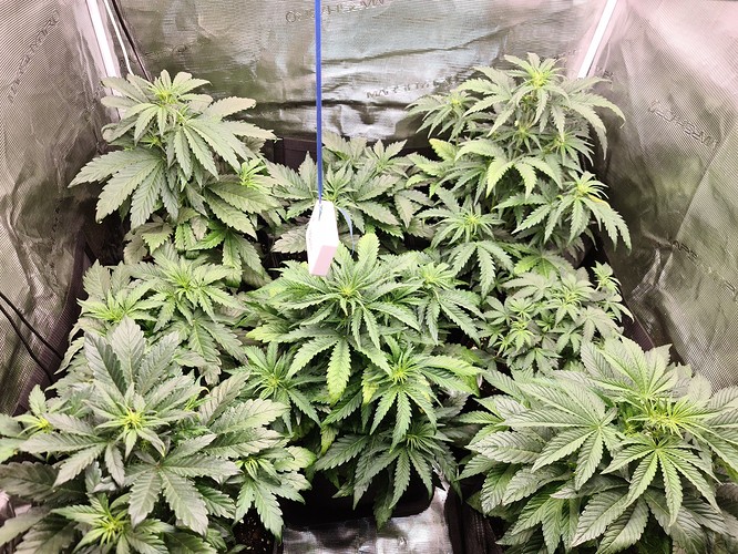 Growreport Bild 1