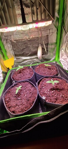Growreport Bild 17