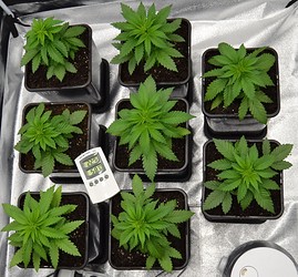 Growreport Bild 1