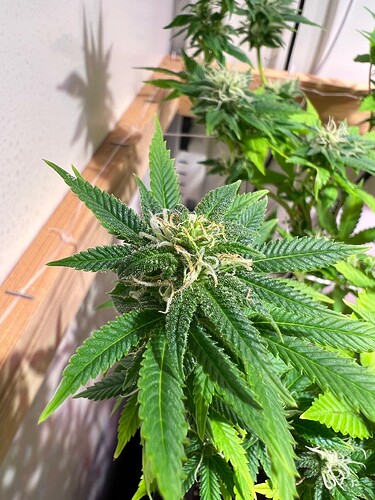 Growreport Bild 11
