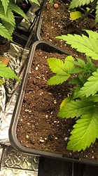 Growreport Bild 1