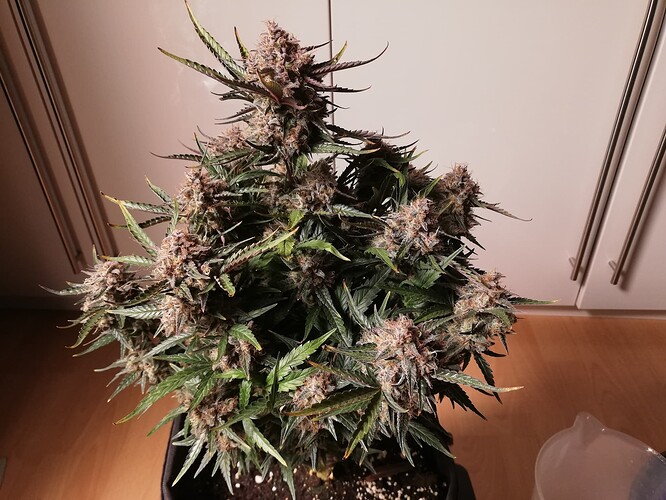 Mimosa_240111-3