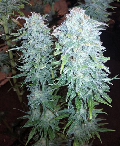 Growreport Bild 15