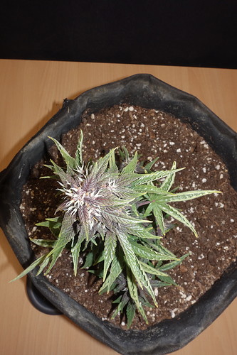 Growreport Bild 2