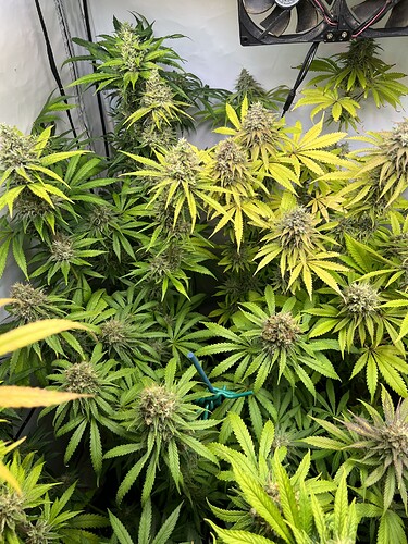 Growreport Bild 5