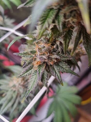 Growreport Bild 14