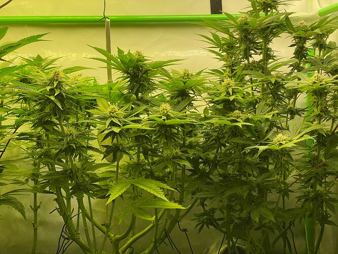 Growreport Bild 1