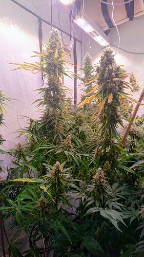 Growreport Bild 3